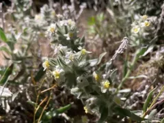 Gray Cryptantha thumbnail 3