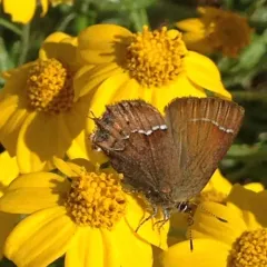 Juniper Hairstreak thumbnail 1