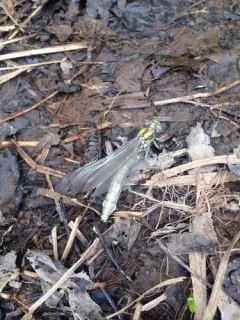 St. Croix Snaketail thumbnail 2