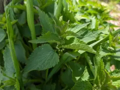 White deadnettle thumbnail 4