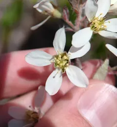 Canadian serviceberry thumbnail 2