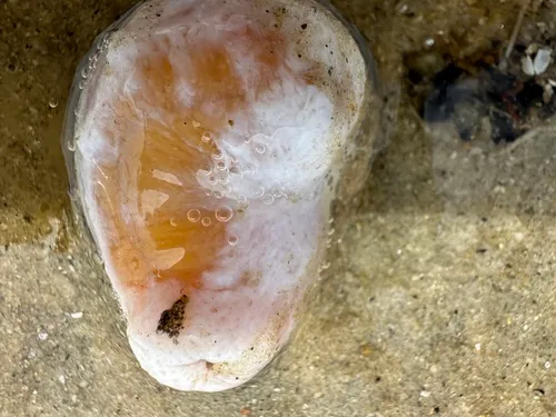 Hard-fingered Sea Cucumber