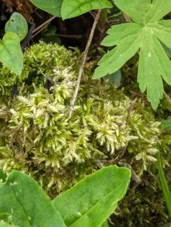 Rough-stalked Feather-moss thumbnail 3