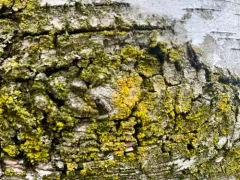 Powdery Goldspeck thumbnail 3