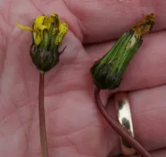 Fen Dandelion thumbnail 4