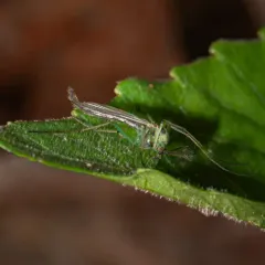 Chironomus atroviridis thumbnail 3