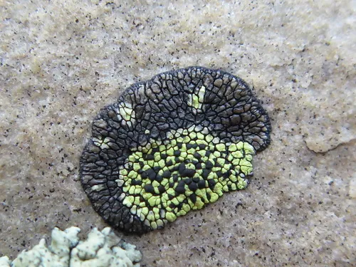 Rhizocarpon pusillum