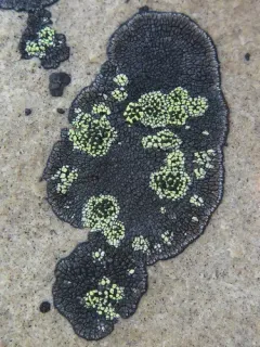 Copper Patch Lichen thumbnail 2