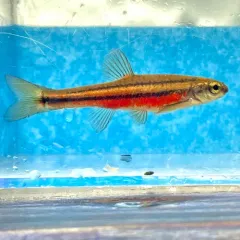 Northern Redbelly Dace thumbnail 3