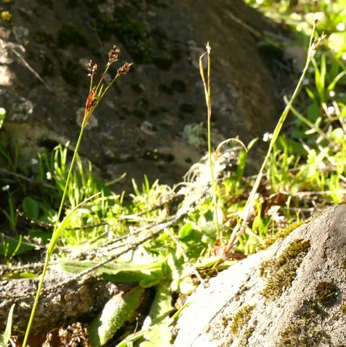 Prairie Woodrush