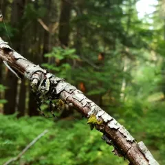 Nordmann's Orbweaver thumbnail 2
