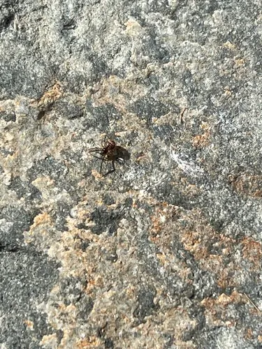 Cryptachaea rupicola
