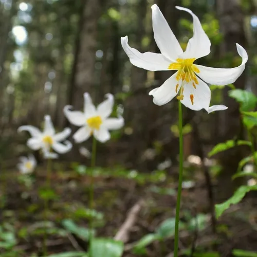 Avalanche lily