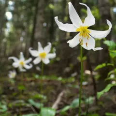 Avalanche lily thumbnail 1