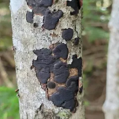 common tarcrust fungus thumbnail 2