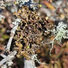variable wrinkle-lichen thumbnail 3