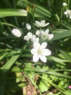 Naples garlic thumbnail 2