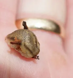 Orange-banded Arion thumbnail 4