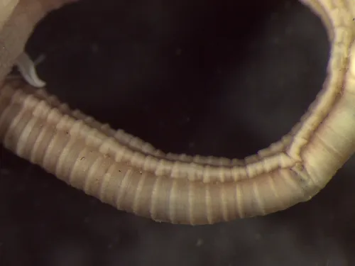 Amaeana occidentalis