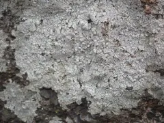 Smooth Sunken Disc Lichen thumbnail 1