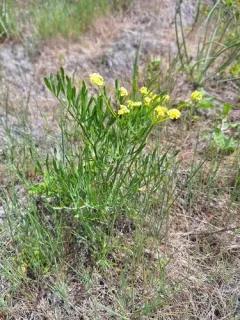 Lomatium andrusianum thumbnail 3