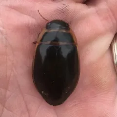 Dytiscus cordieri thumbnail 1