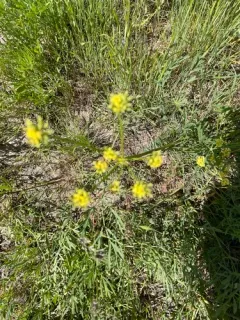 Lomatium andrusianum thumbnail 4