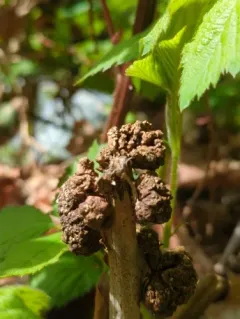 Agrobacterium rubi thumbnail 3