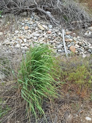 tall wheatgrass