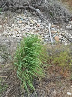 tall wheatgrass thumbnail 1