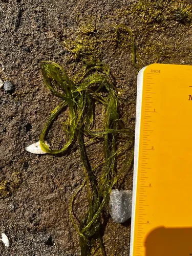 Ulva prolifera