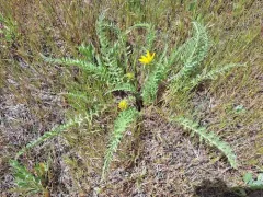 Balsamorhiza hispidula thumbnail 4