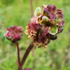 Salad Burnet thumbnail 3