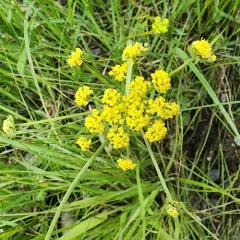 Bradshaw's desert-parsley thumbnail 3