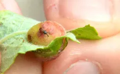 Red-winged Weevil thumbnail 3