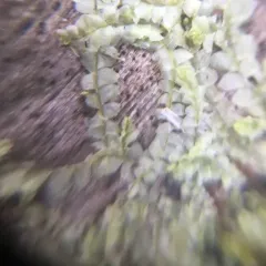 Various-leaved Crestwort thumbnail 1