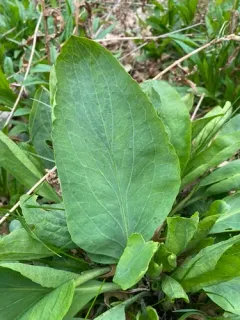 great coneflower thumbnail 4