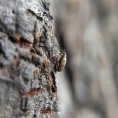 European Elm Flea Weevil thumbnail 3