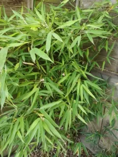 fishpole bamboo thumbnail 4