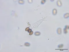 Psathyrella psammophila thumbnail 2