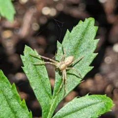 White-striped Running Crab Spider thumbnail 2