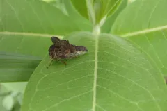 Heliria gibberata thumbnail 4