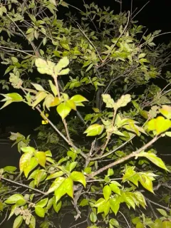 Hupeh Crabapple thumbnail 2