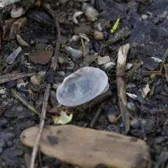 Long Fingernailclam thumbnail 3
