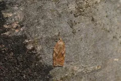 Half-ringed Acleris Moth thumbnail 4