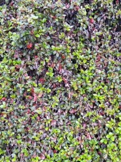 Bearberry Cotoneaster thumbnail 3