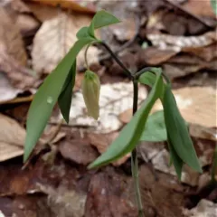 sessile bellwort thumbnail 4