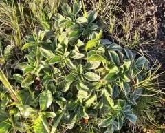 sanddune phacelia thumbnail 3