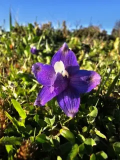 coastal larkspur thumbnail 3