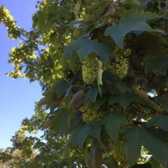 sycamore maple thumbnail 3